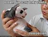 Click image for larger version. 

Name:	scary panda.jpg 
Views:	116 
Size:	9.2 KB 
ID:	2837