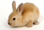Click image for larger version. 

Name:	Cute-Red-Bunny.jpg 
Views:	81 
Size:	50.3 KB 
ID:	42870