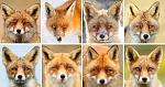 Click image for larger version. 

Name:	fox mug shot.jpg 
Views:	28 
Size:	11.3 KB 
ID:	33110