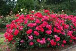 Click image for larger version. 

Name:	Rose_KnockOut_Shrub_In_Bloom.jpg 
Views:	38 
Size:	108.2 KB 
ID:	18807