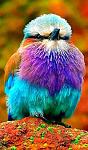 Click image for larger version. 

Name:	lilac-breasted-roller.jpg 
Views:	63 
Size:	81.8 KB 
ID:	43116